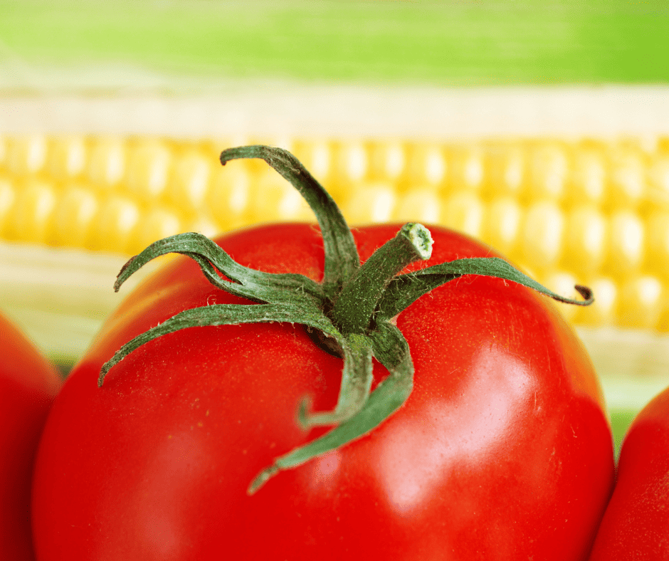 tomatoes and corn aren't great together for companion planting