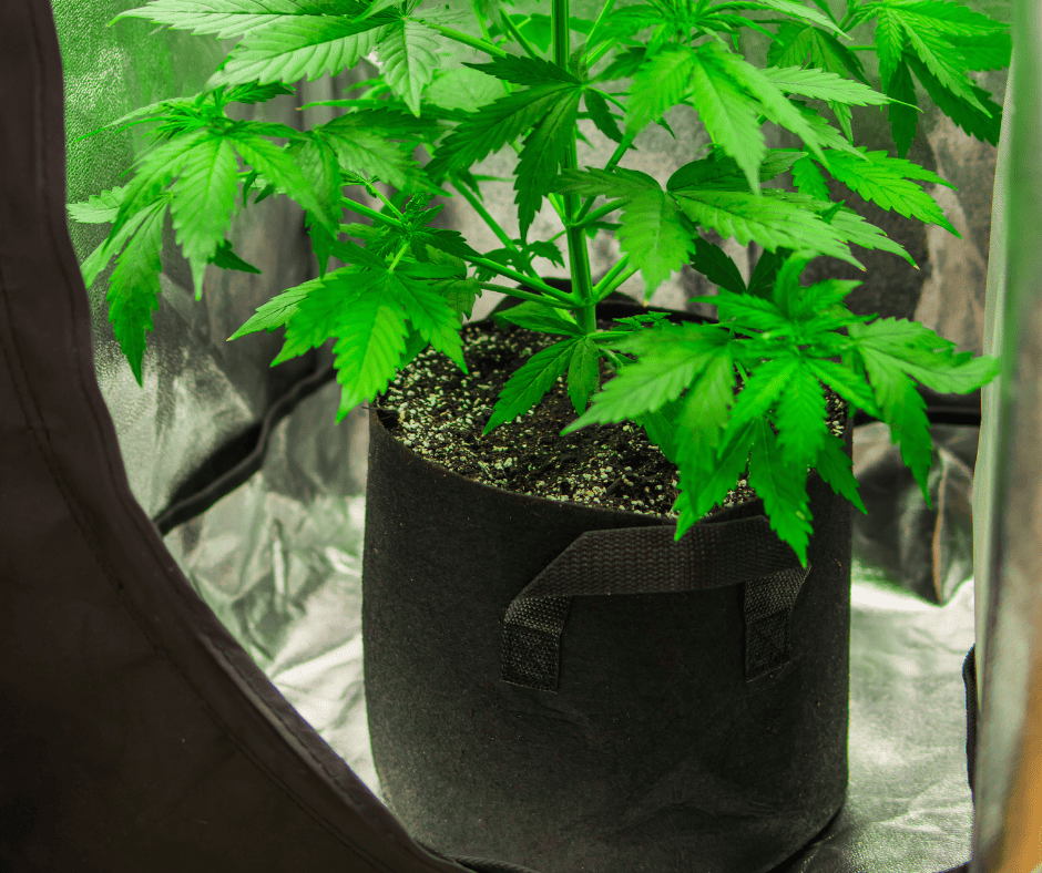 marijuana in a grow tent