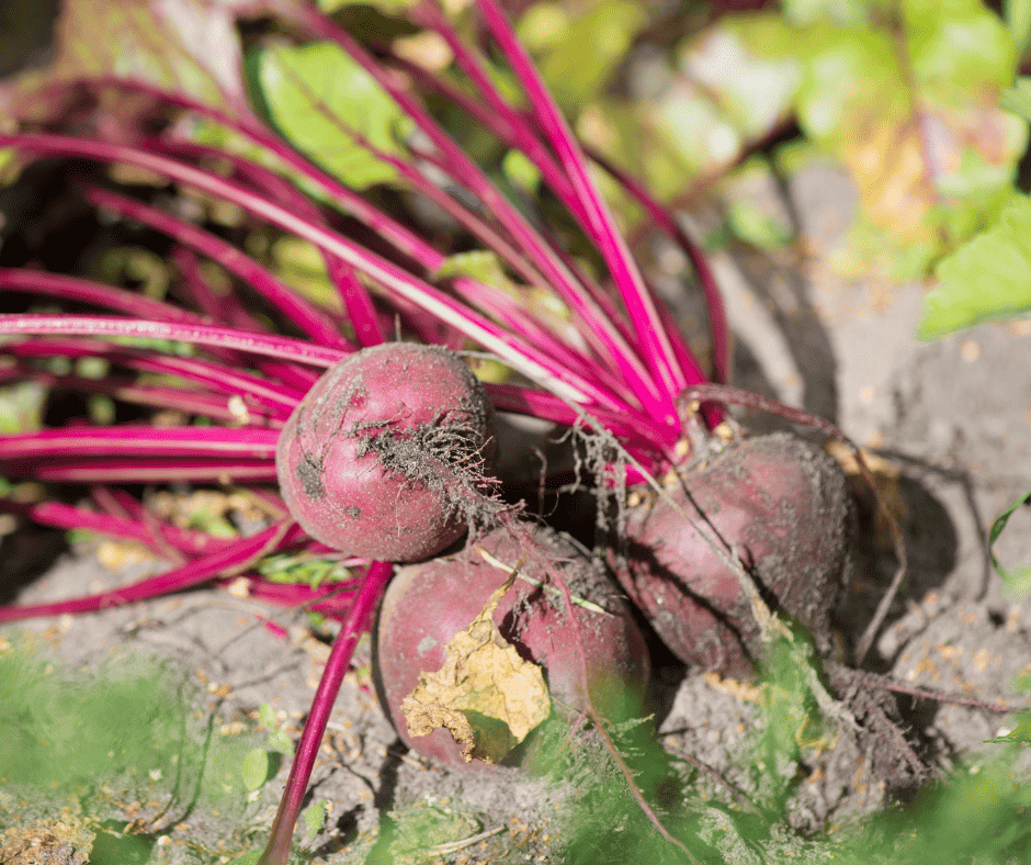 beets from the garden