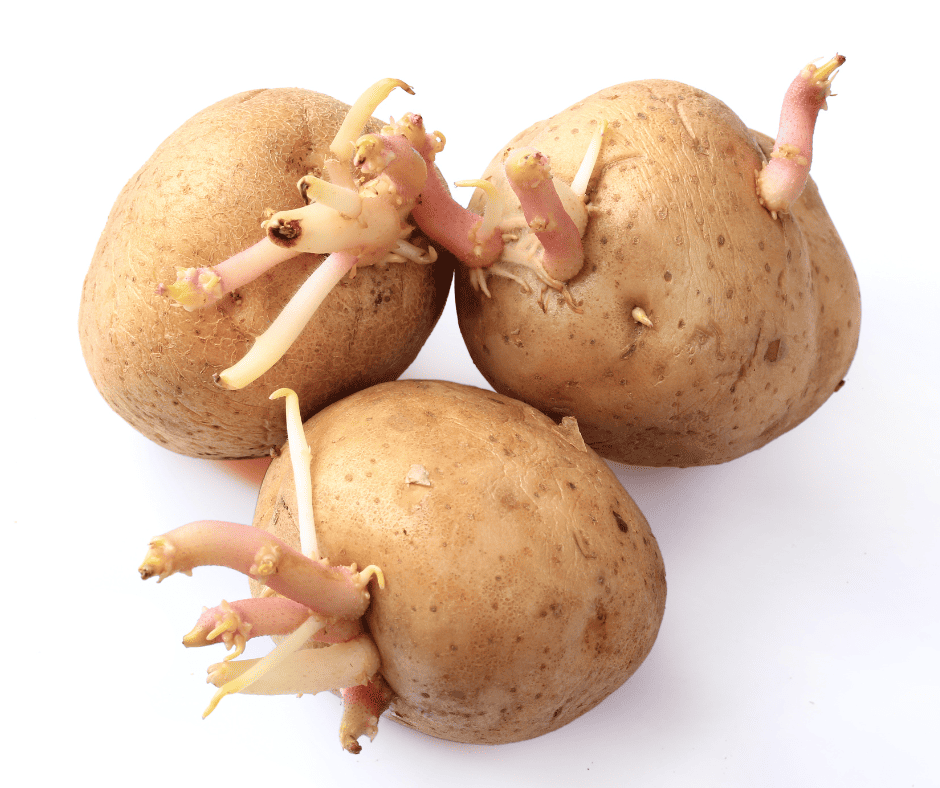 improper potato storage causes potatoes to sprout, store potatoes in a dark cool place