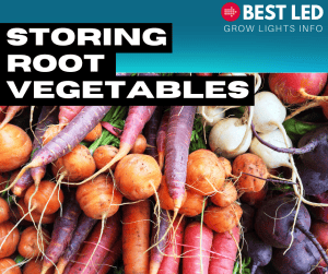 storing root vegetables