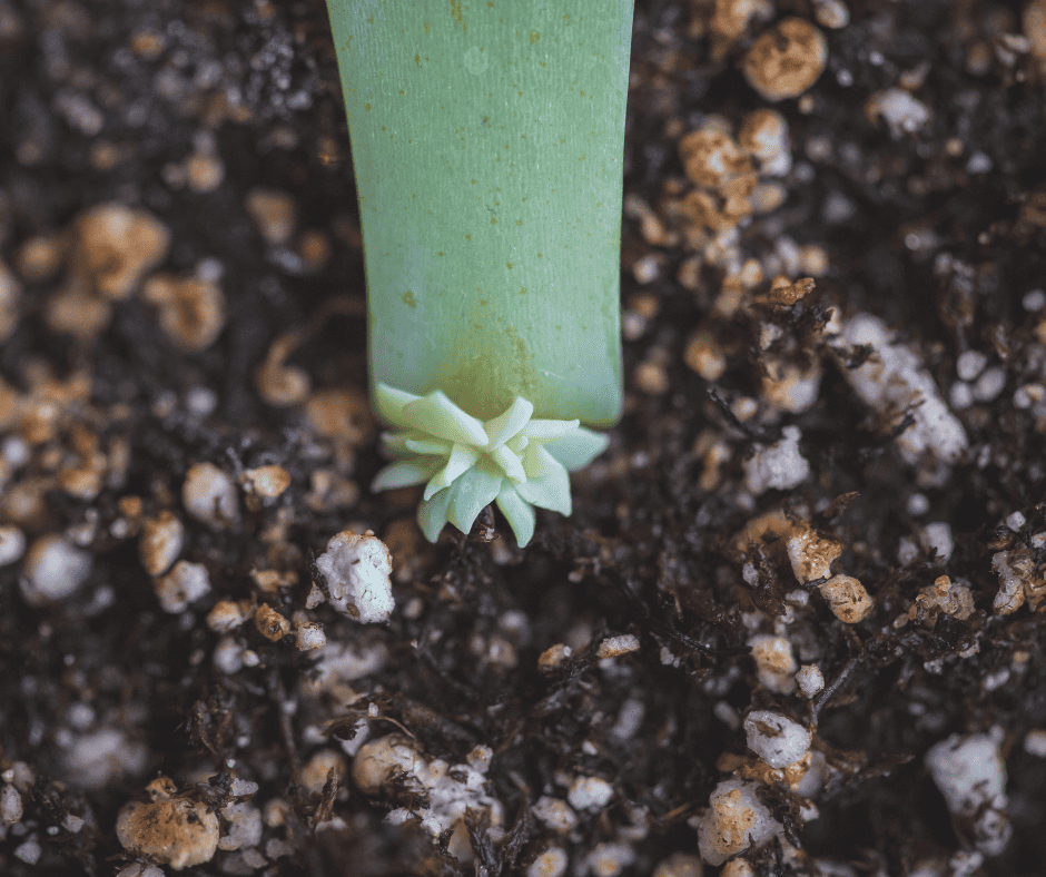 baby succulent propagating from existing plant