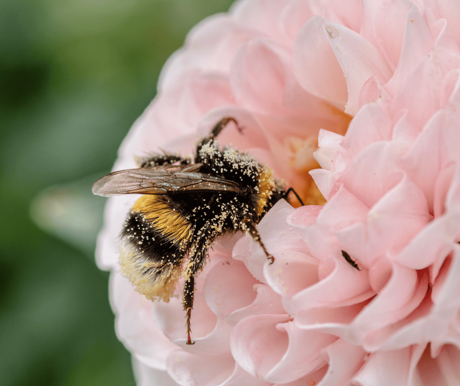 bee on a pink flower