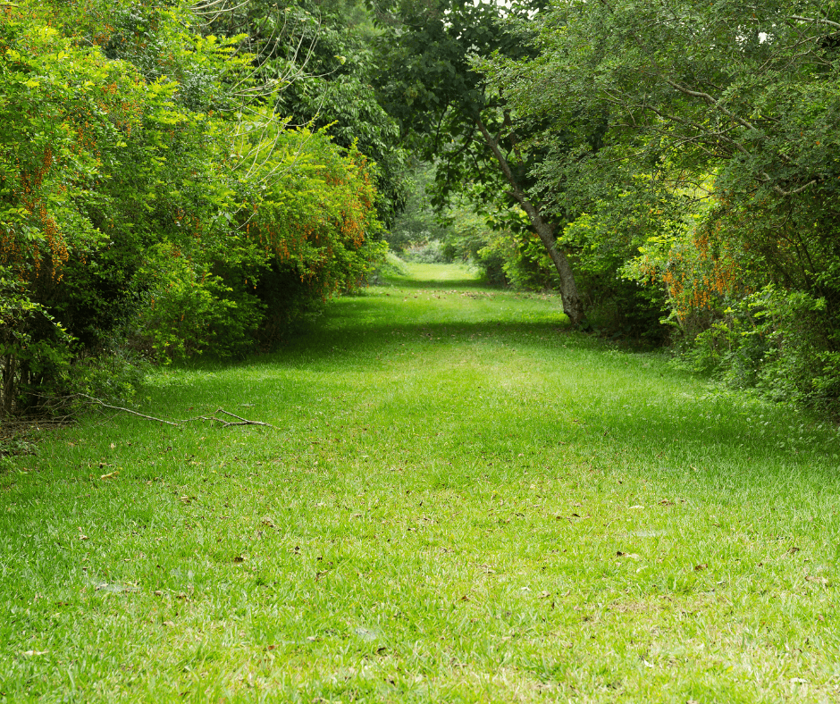 choose a location to plant your white flowers