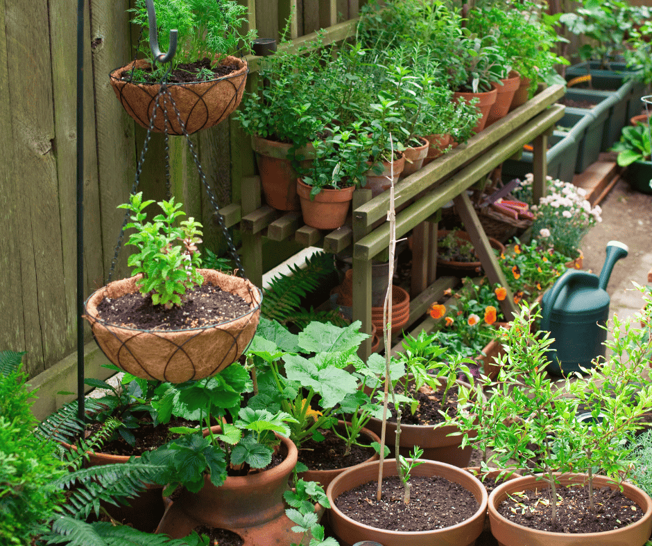 container gardening in an outdoor space