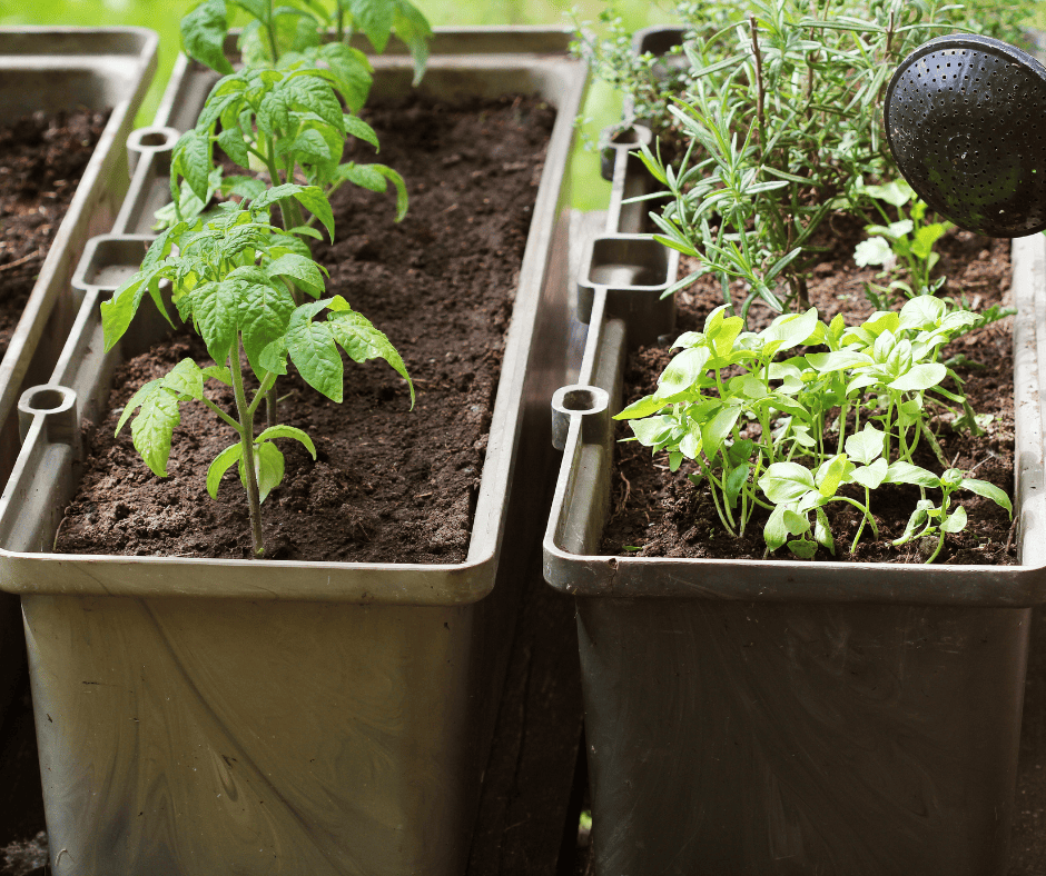 growing produce in containers