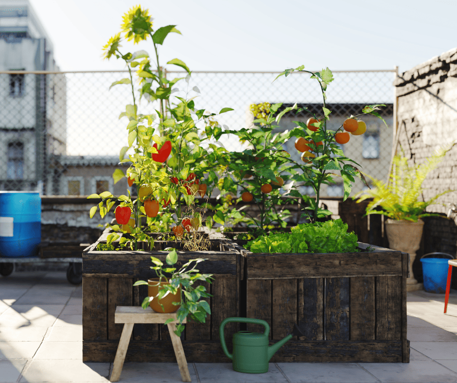 growing produce like tomatoes in containers