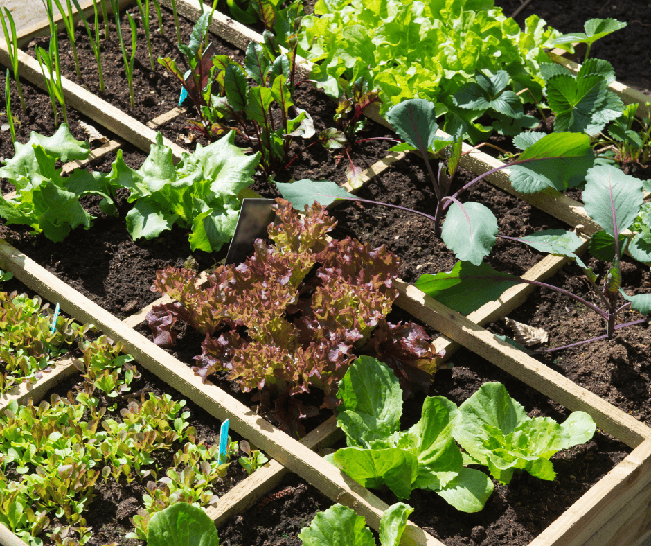 growing your own vegetables