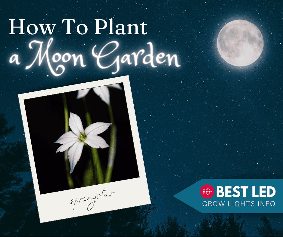 How to Plant a Moon Garden Best LED Grow Lights Info