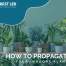 How to Propagate Your Indoor Plants