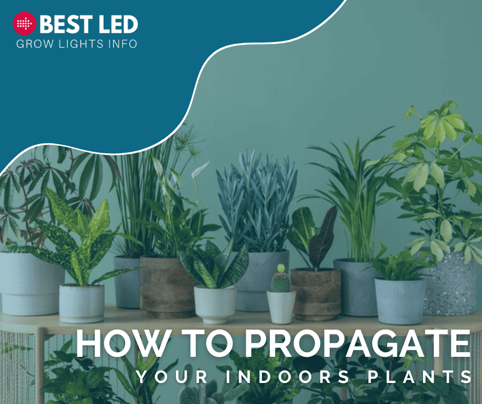 how to propagate your indoors plants