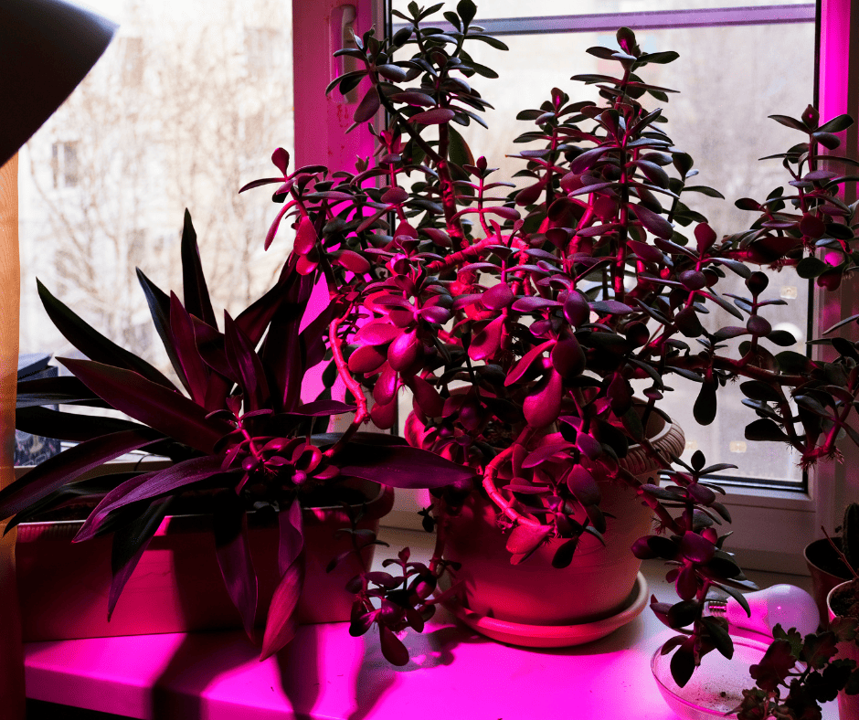 indoor plant growing under led grow light