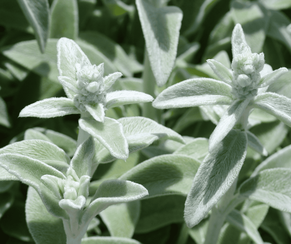 lambs ear