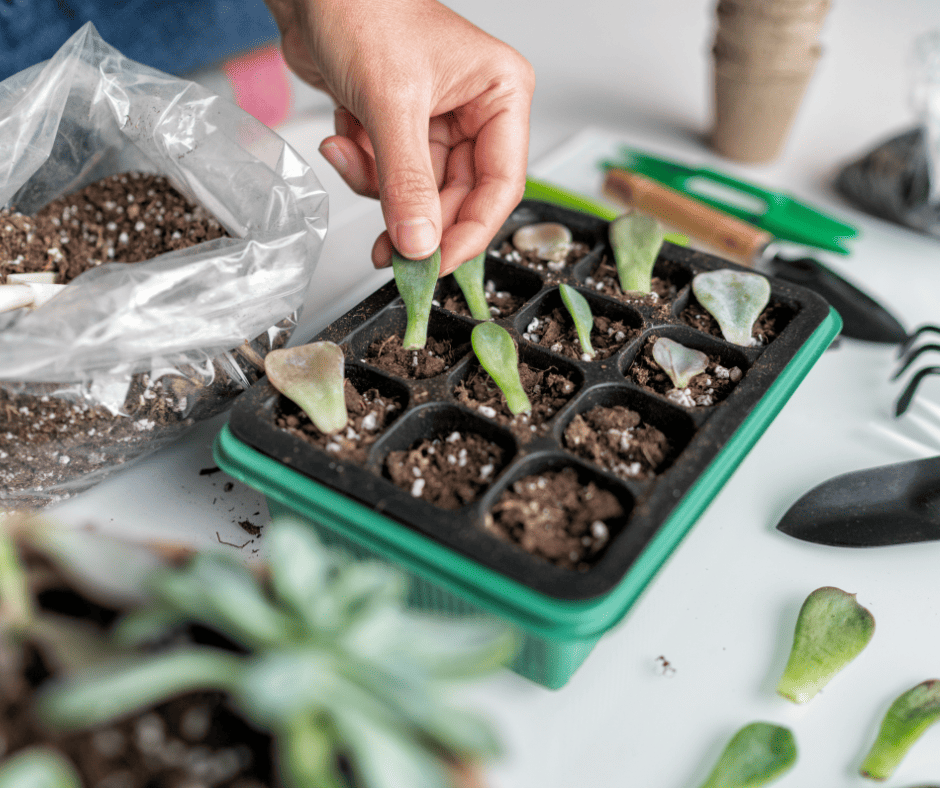 leaf propagation for succulents