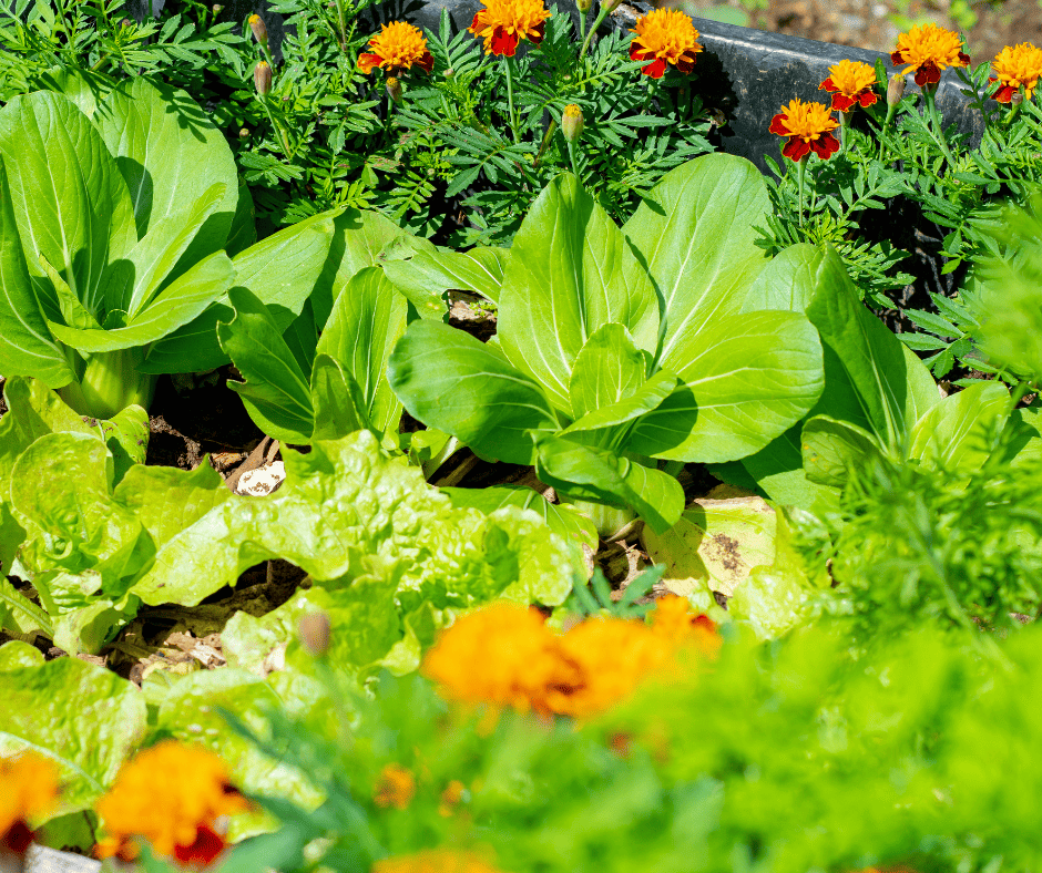 marigolds and leafy vegetables planted together