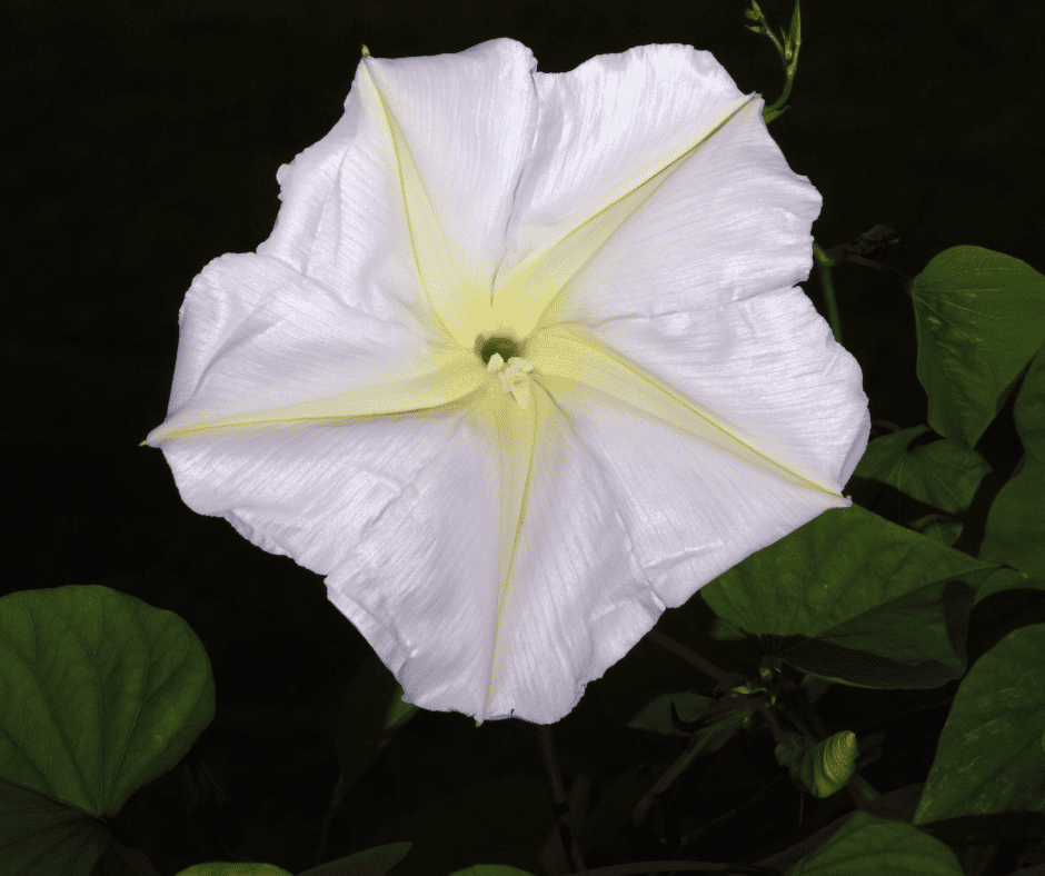 the moon flower is one of many night blooming plants