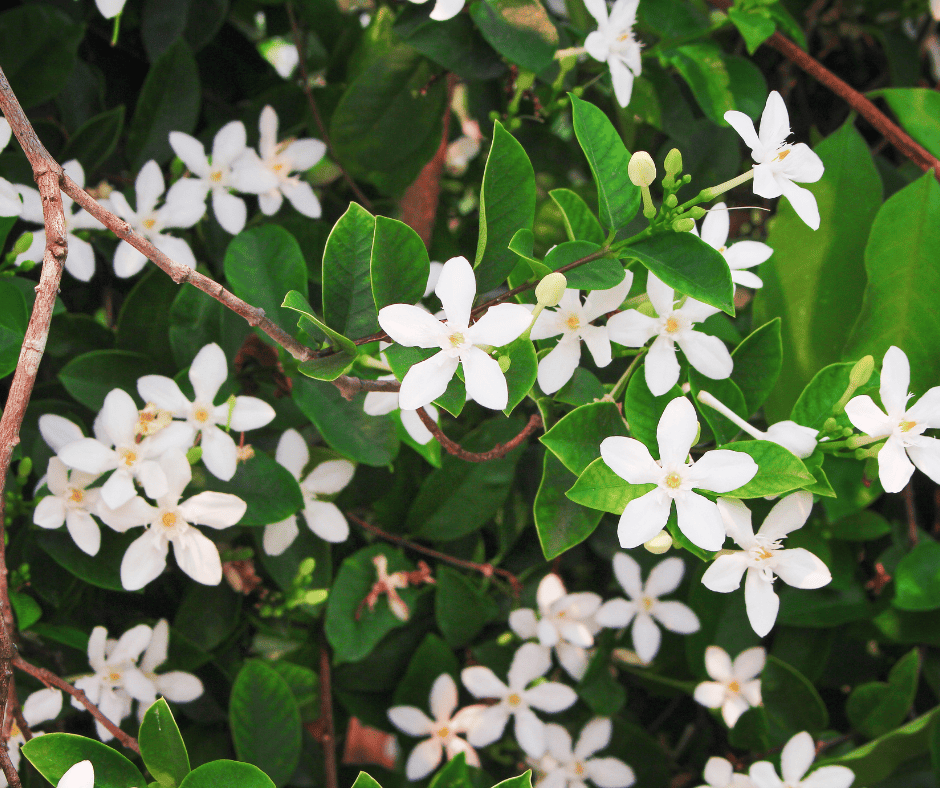 night blooming jasmine