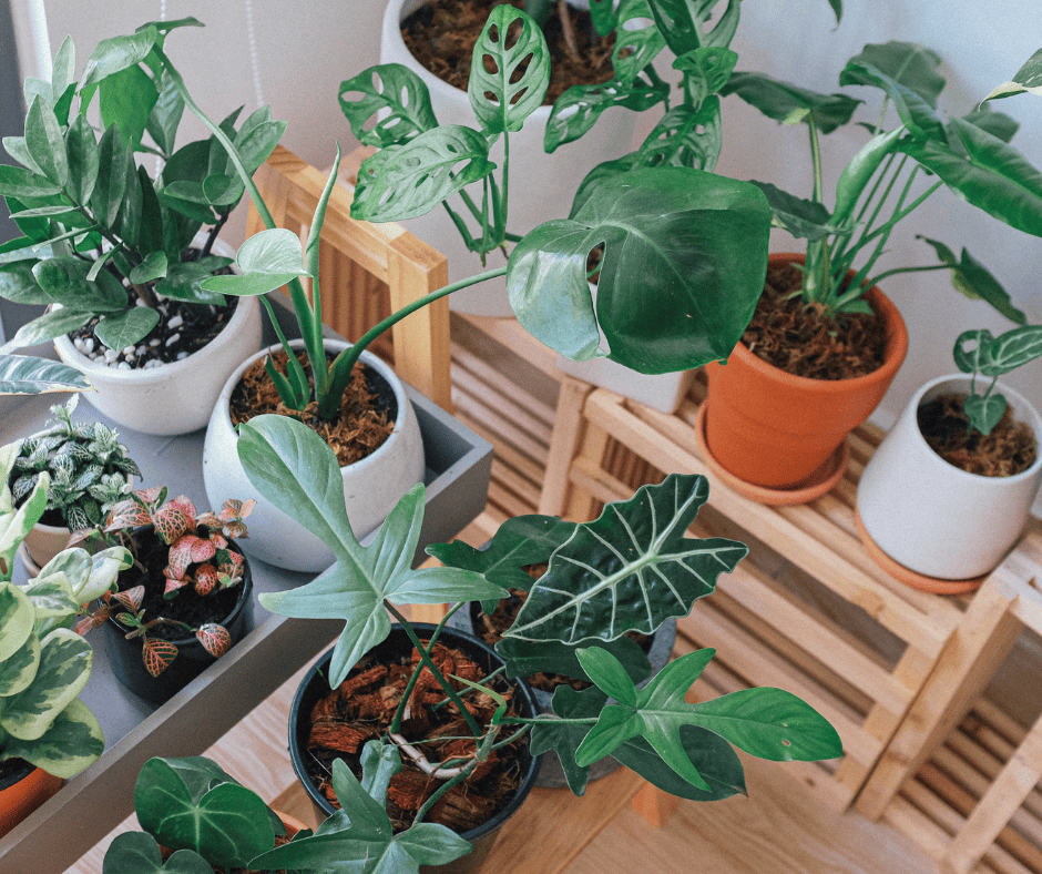 plant collection