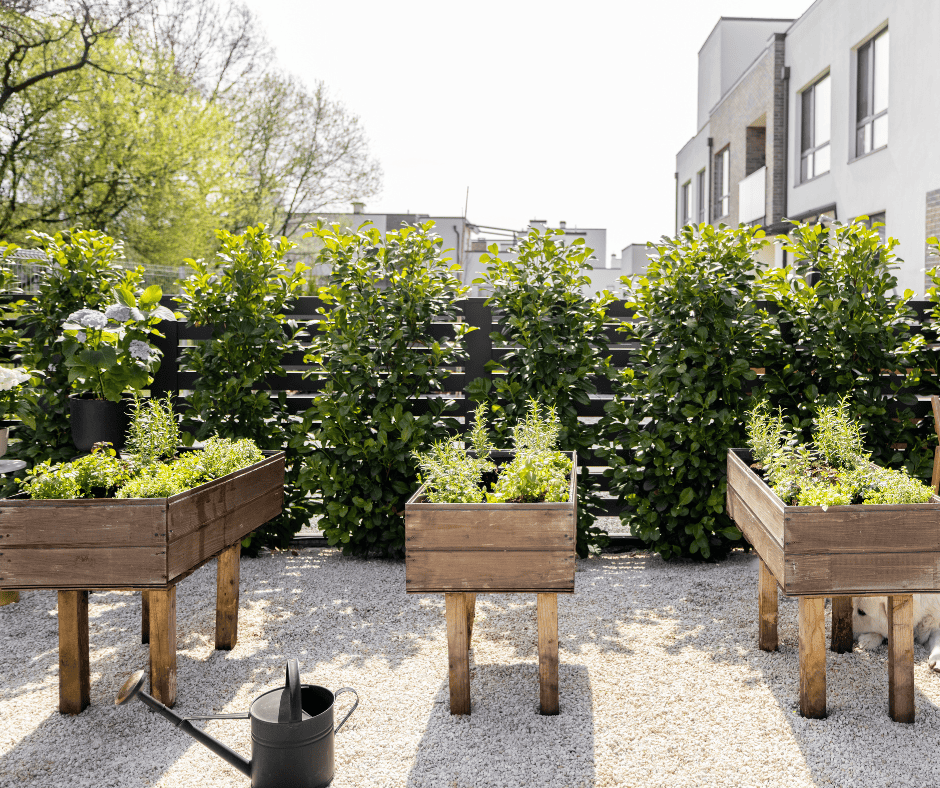 raised bed vegetable garden