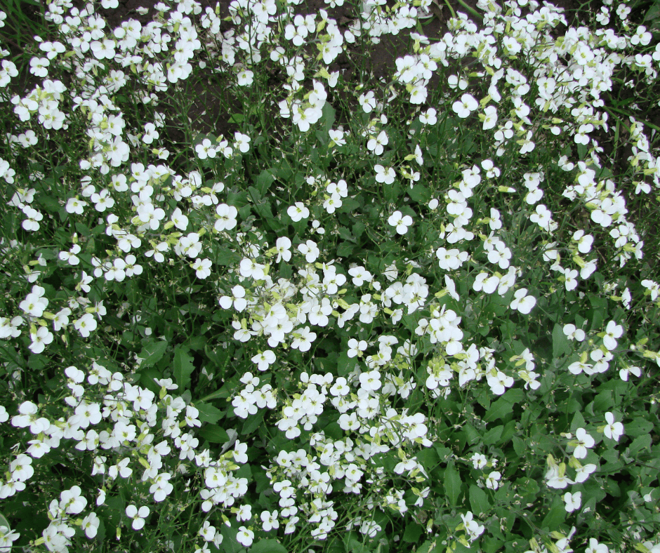 snow in summer