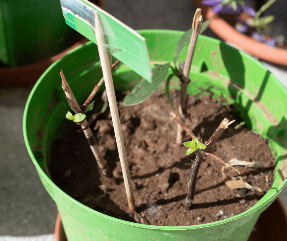 softwood twings growing in a pot using stem cuttings