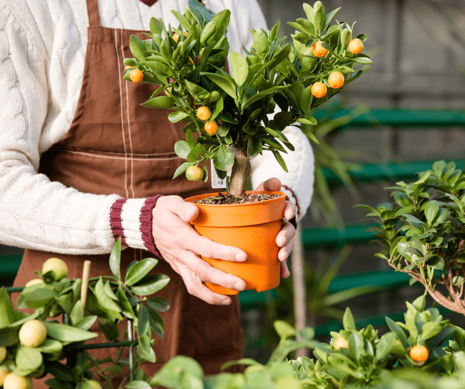 tangerine plant