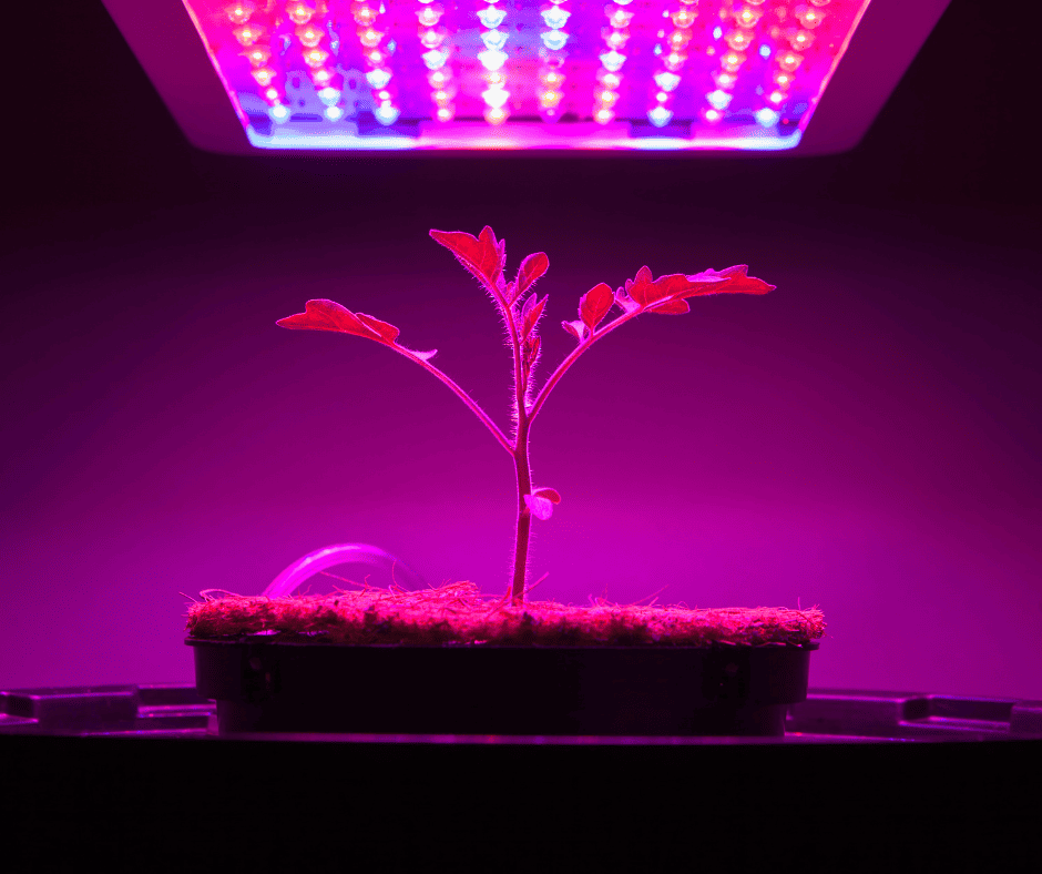 tomato plant under led grow lights