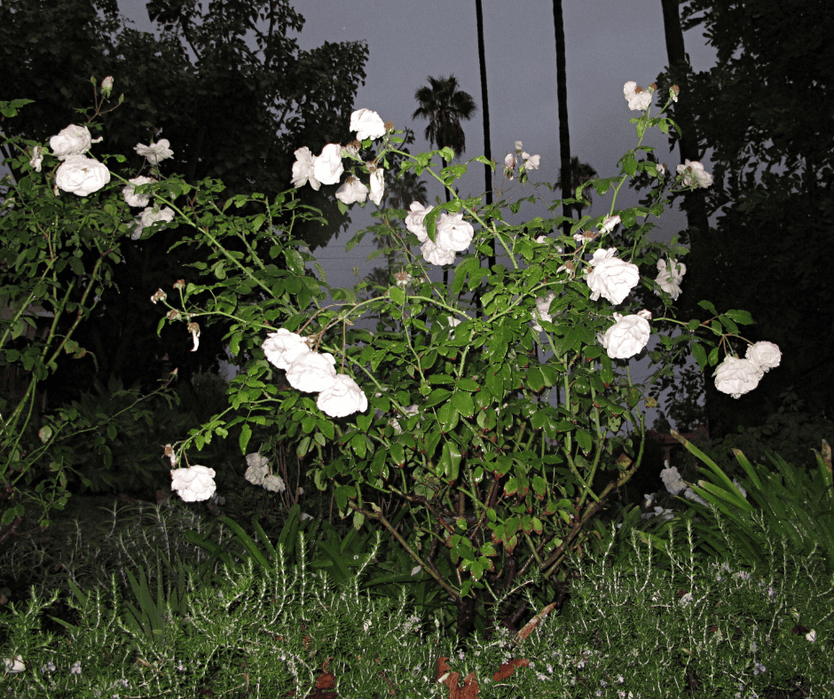 white flowers in a moon garden