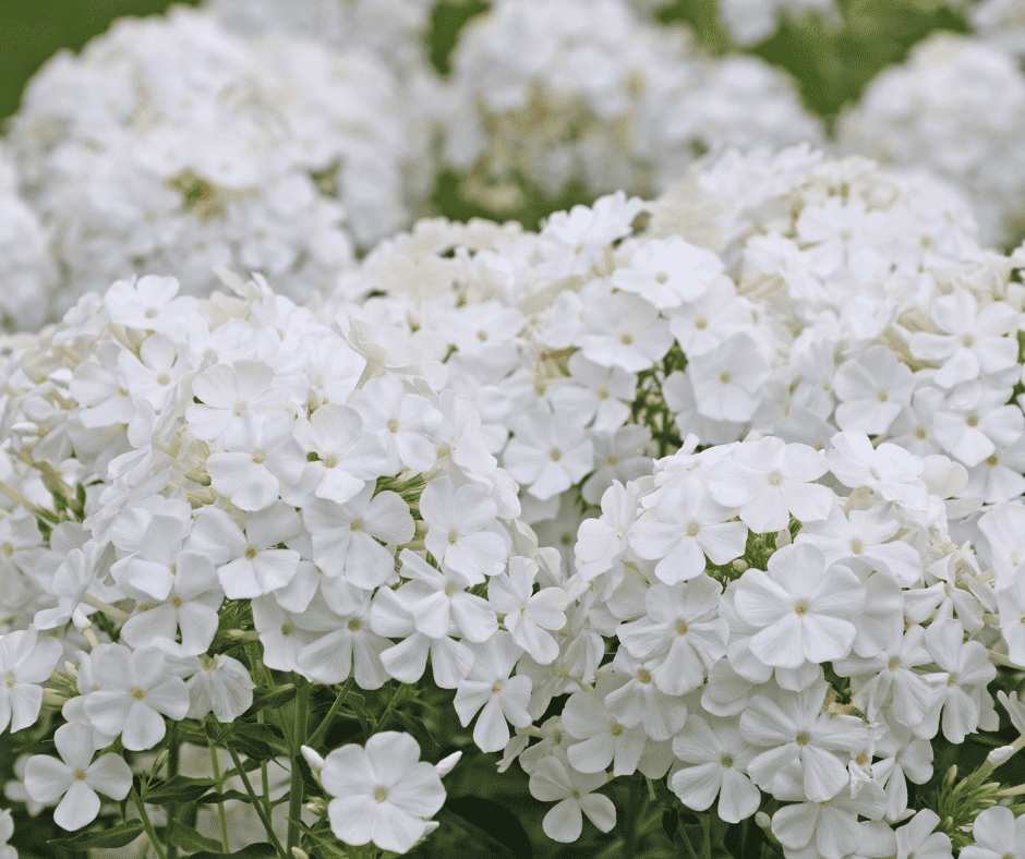 white phlox