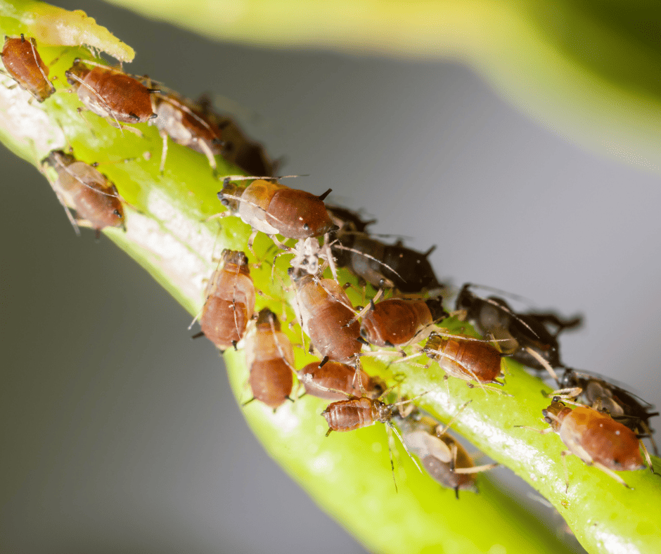 aphid bugs on indoor plants