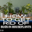 How to Get Rid of Bugs in Houseplants