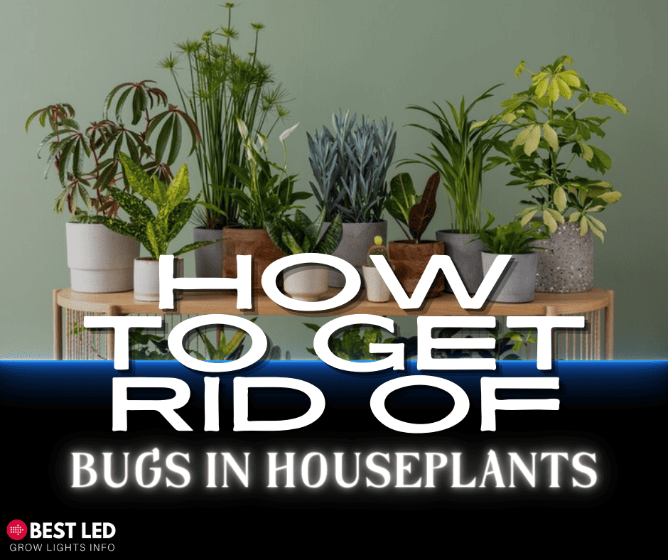 how to get rid of bugs in houseplants