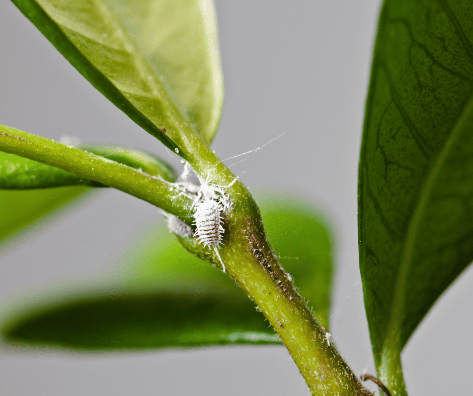 mealybugs on houseplant stems
