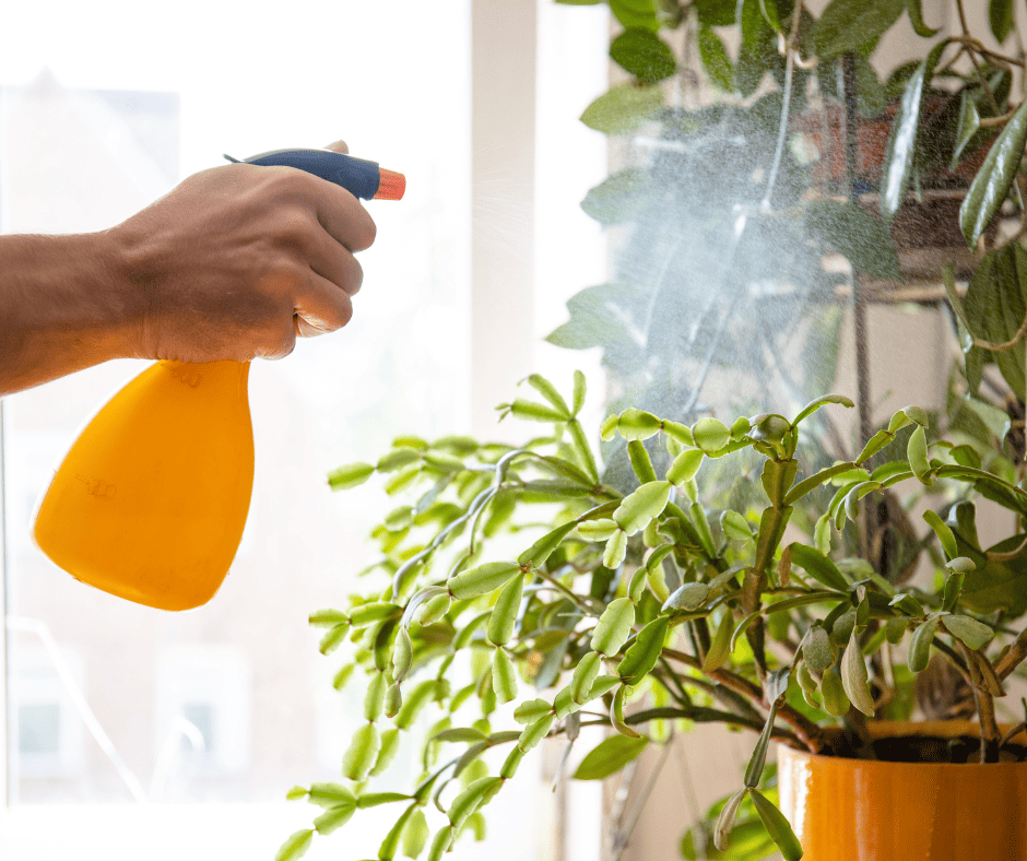 spraying your plants with tea tree oil