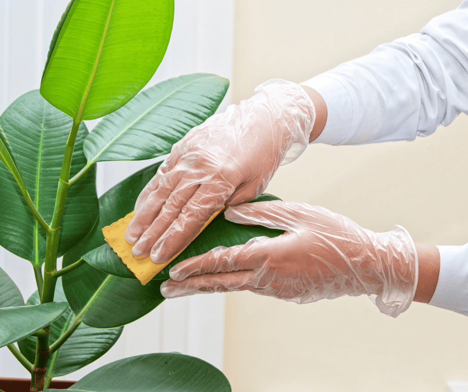 wash plant leaves