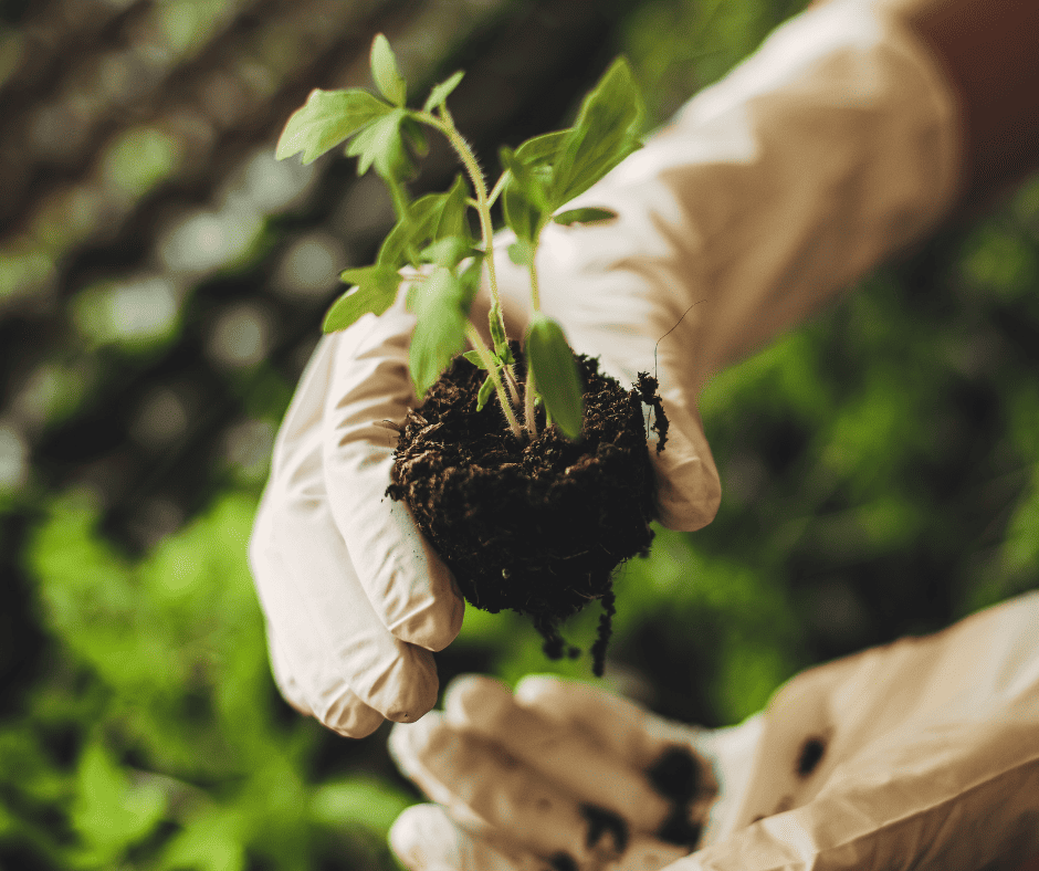 growing seedlings made with a soil block maker