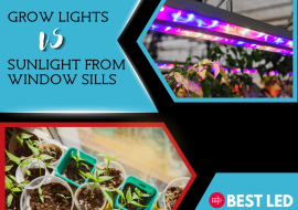 Grow Lights vs Sunlight from Window Sills