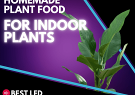 Homemade Plant Food for Indoor Plants