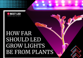 How Far Should LED Grow Lights Be from Plants?