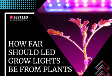How Far Should LED Grow Lights Be from Plants?