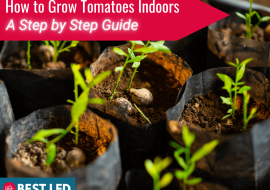 How to Grow Tomatoes Indoors – A Step by Step Guide
