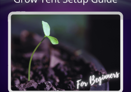 Grow Tent Setup Guide for Beginners