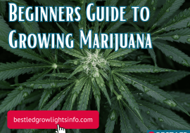 Beginners Guide to Growing Marijuana