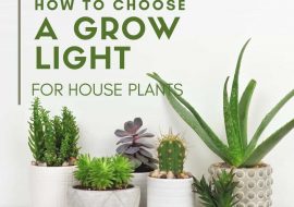 How to Choose a Grow Light for House Plants
