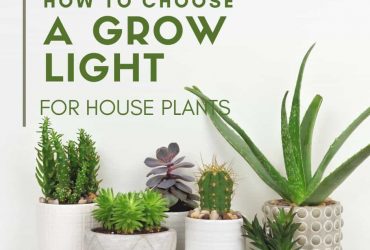 How to Choose a Grow Light for House Plants