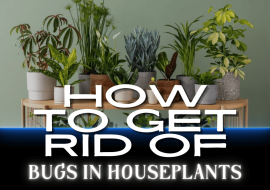 How to Get Rid of Bugs in Houseplants