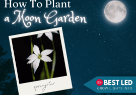 How to Plant a Moon Garden