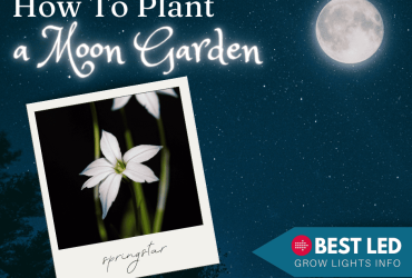 How to Plant a Moon Garden