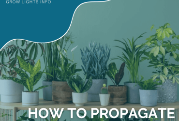 How to Propagate Your Indoor Plants