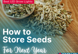 How To Store Seeds For Next Year